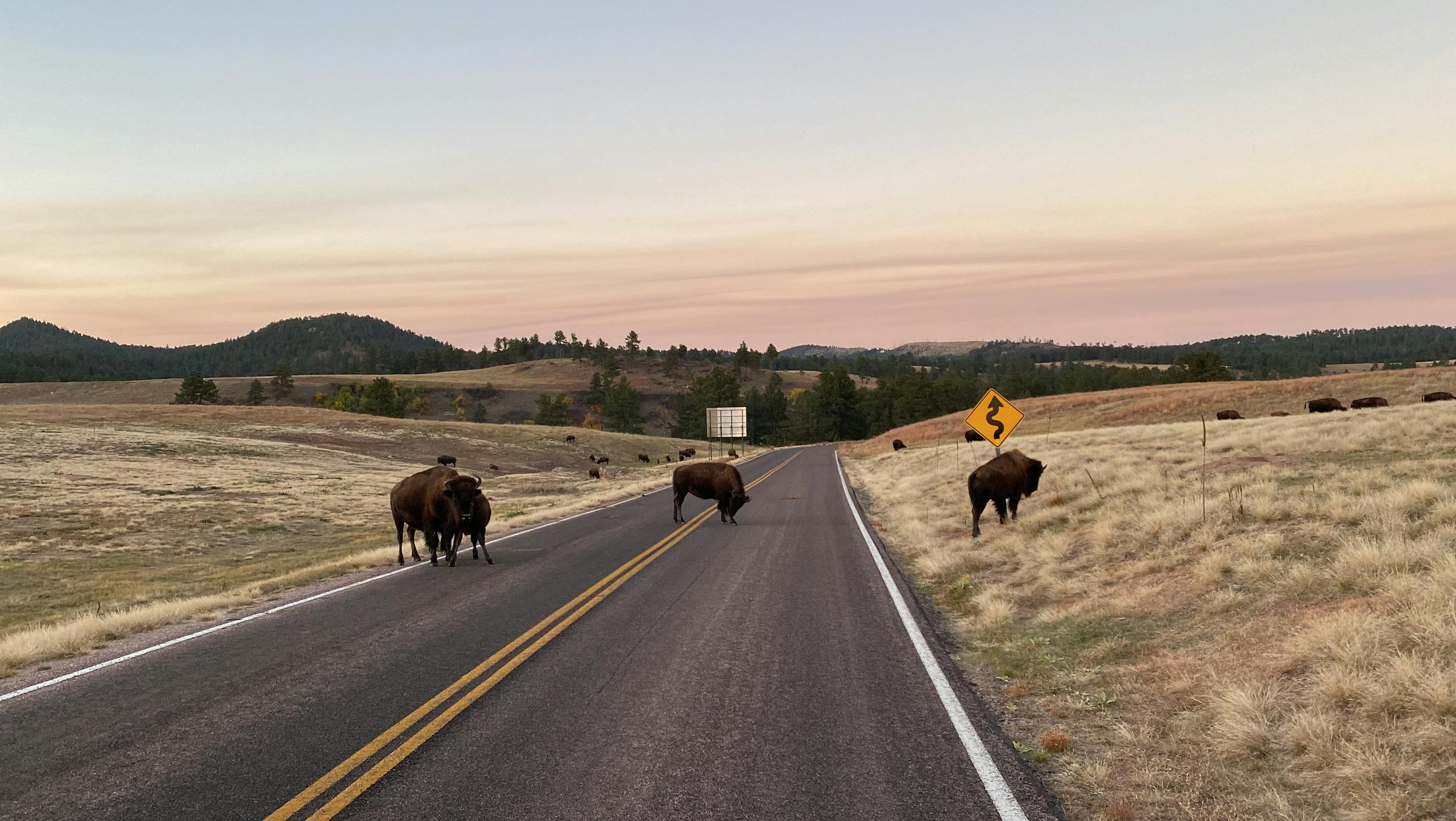 Buffaloes crossing a rural road in a scenic landscape during a warm sunset.