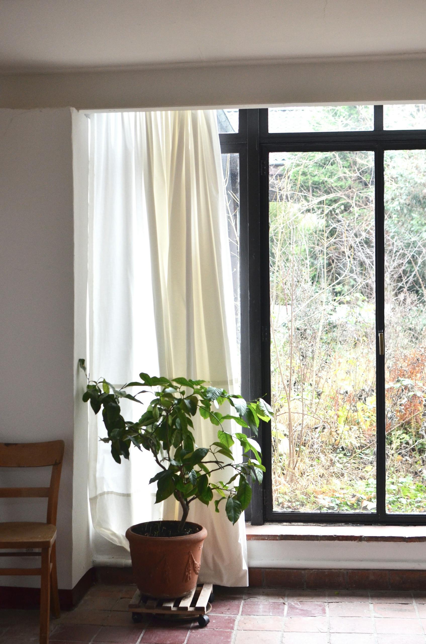 Interior of bright room with potted green plant near wooden chair on tile floor near white walls with curtains with window